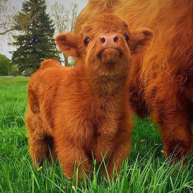 fluffy Scottish highland calf