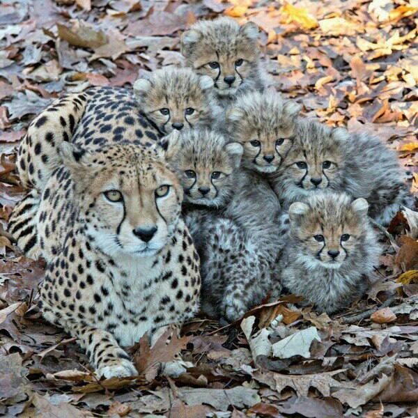 Cheetah family Cheetah family