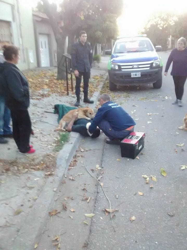 dog refuses to leave injured owner hug