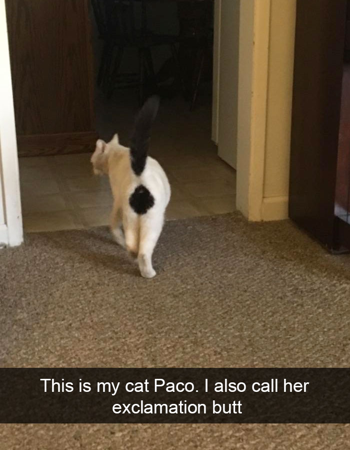 15 Cat Pictures Guaranteed To Make Your Day
