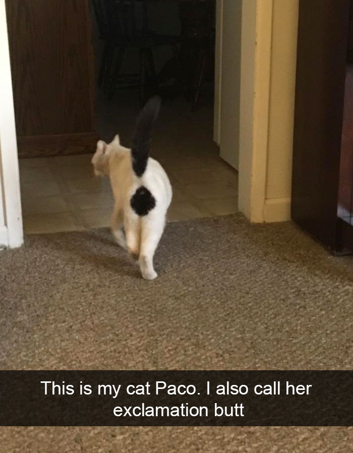 15 Cat Pictures Guaranteed To Make Your Day 15 Cat Pictures Guaranteed To Make Your Day