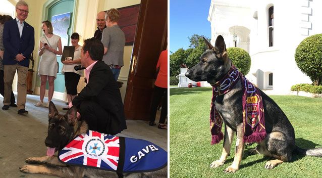 gavel police dog gets fired new job