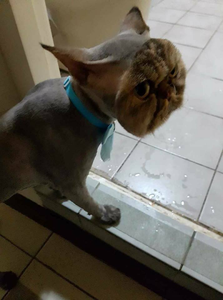 shaved cat except face