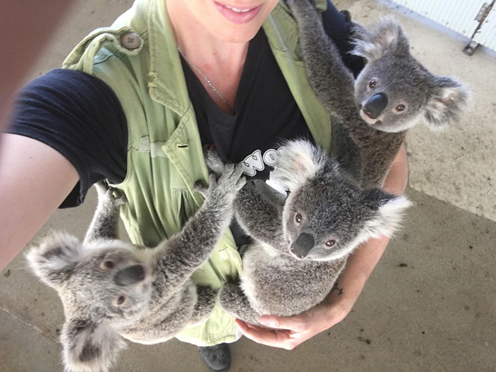 koala babies on wildlife park worker