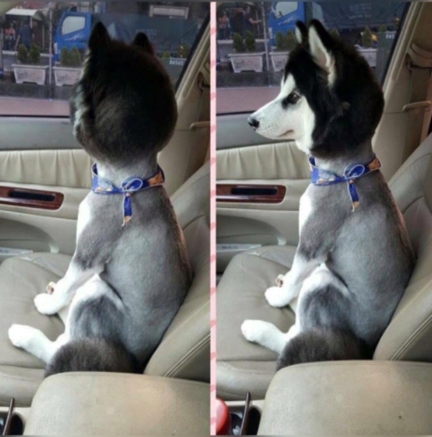 shaved husky except face