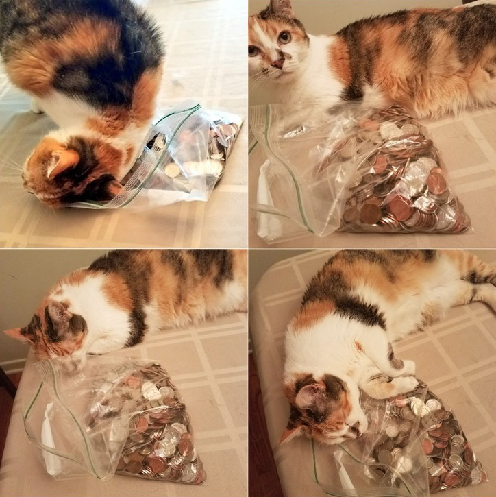 cat loves bag of coins