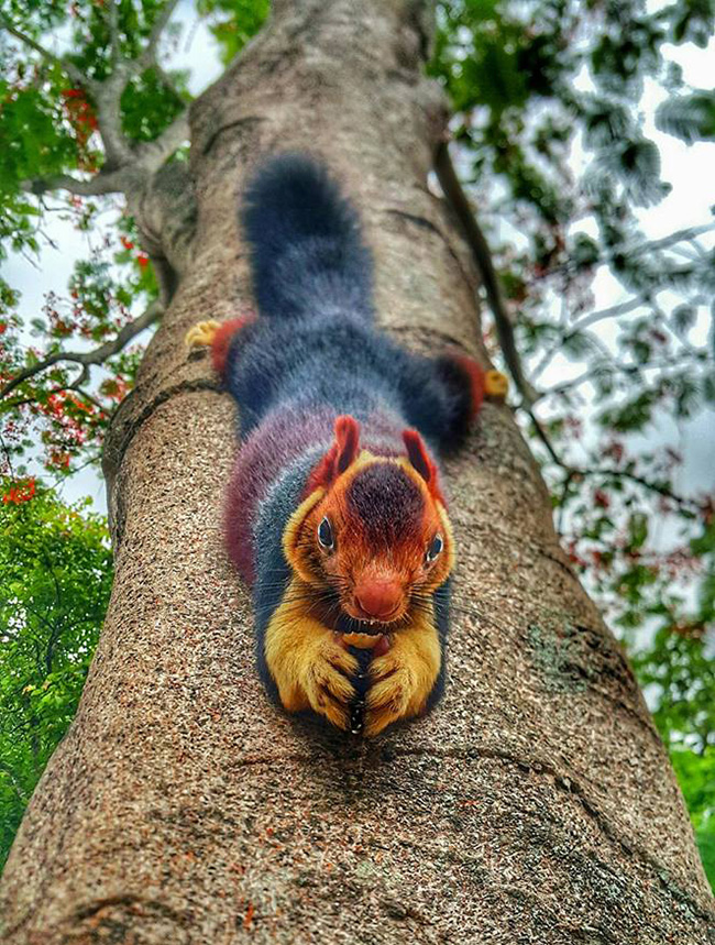 colorful squirrel
