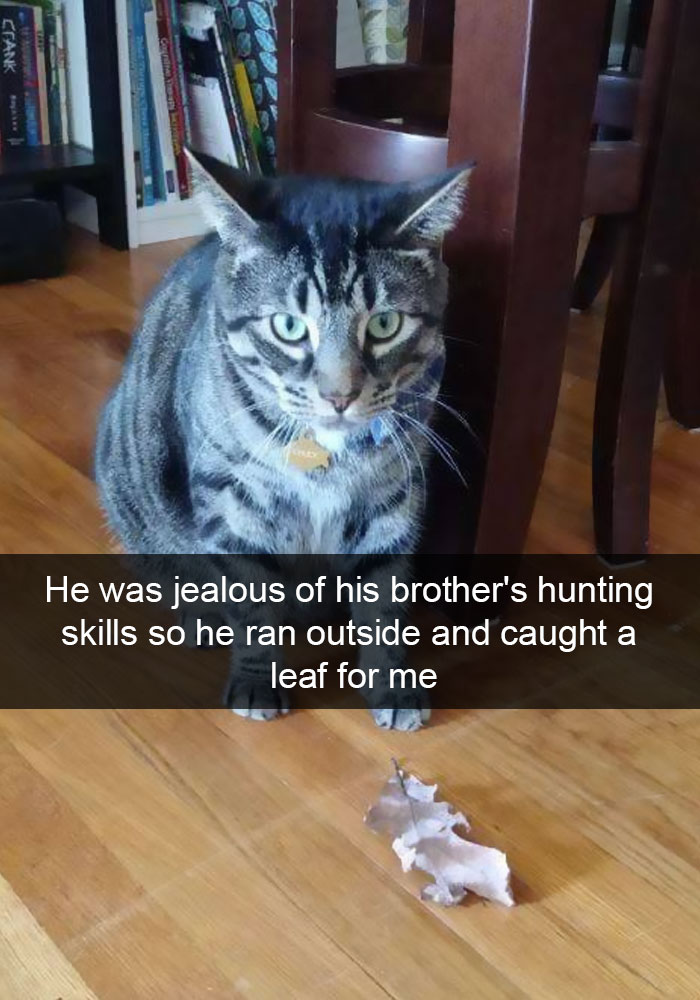 15 Cat Pictures Guaranteed To Make Your Day 15 Cat Pictures Guaranteed To Make Your Day