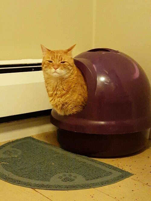 cat looks like snail litter box