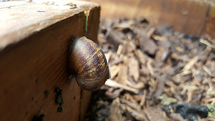 slug electric fence DIY