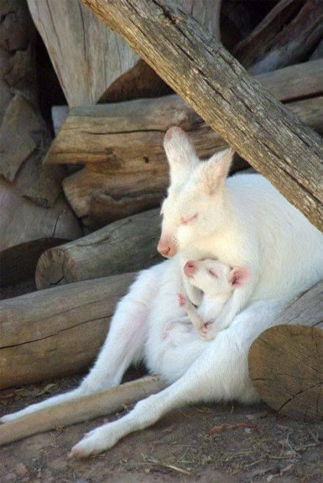 albino kangaroo and her baby
