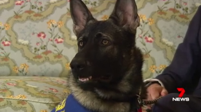 gavel police dog gets fired new job