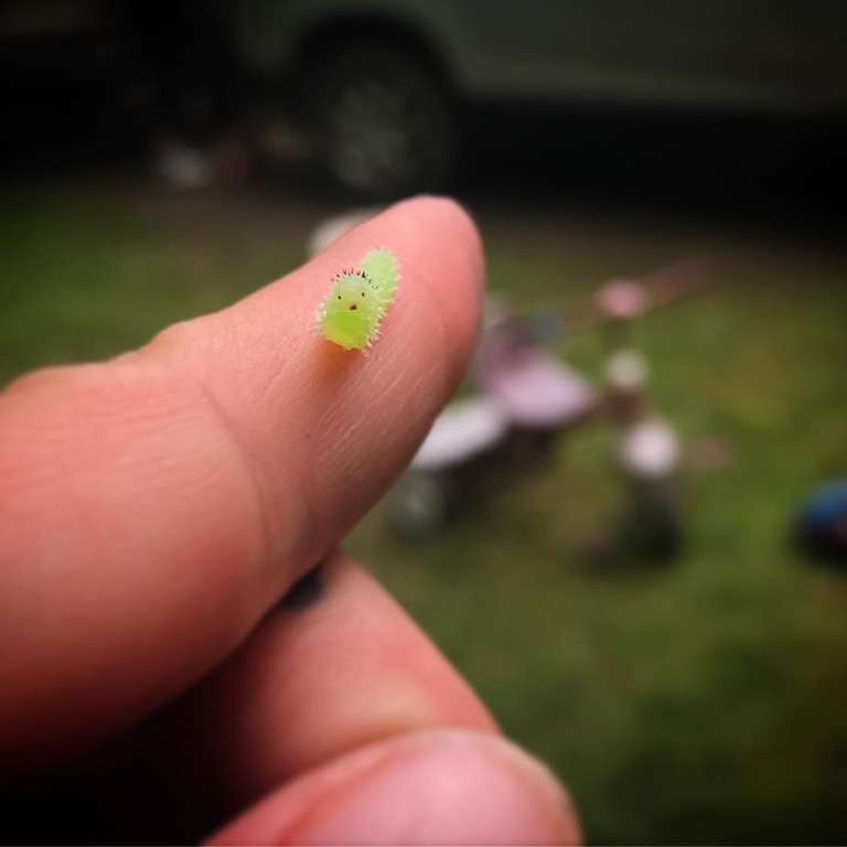 tiny cute caterpillar