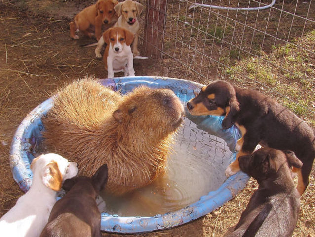 capybara chill spa day