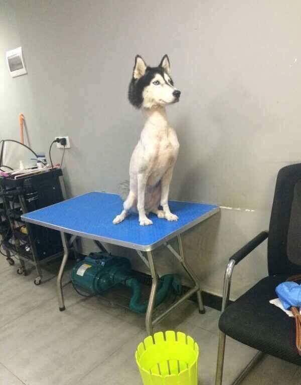 shaved husky except face