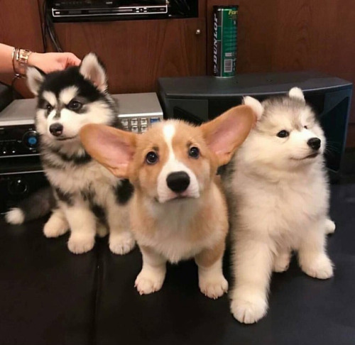 three musketeers puppies