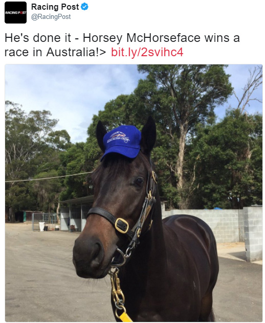 horsey mchorseface