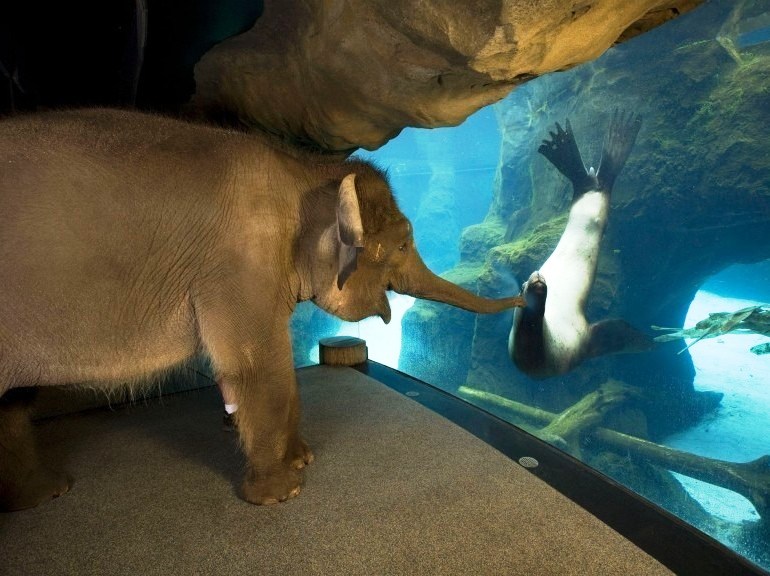 elephant loves sea lion at zoo
