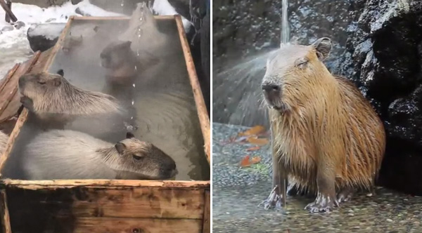 Watch Capybaras Treat Themselves To A Relaxing Day At The Spa