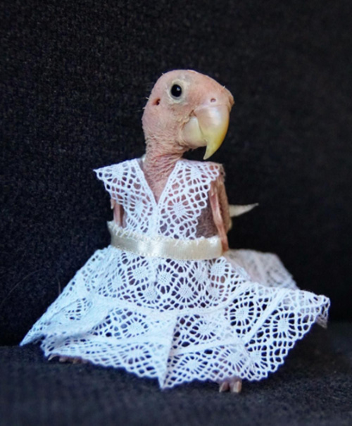 Meet Rhea - The Featherless Bird Who Is SO Happy To Be Loved