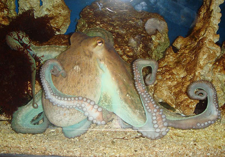 otto the octopus juggles hermit crabs