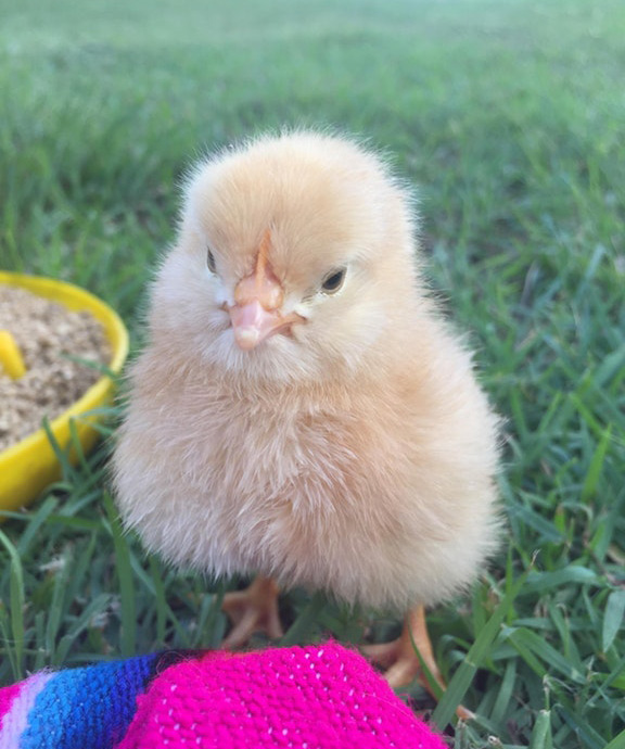 baby chicken