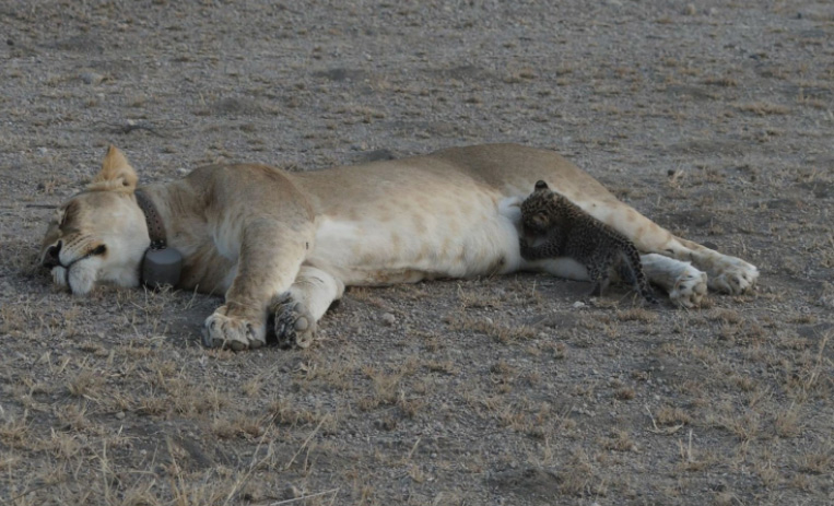 lion nursing baby leopard