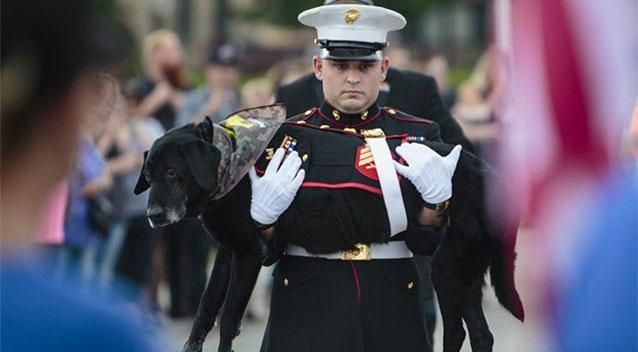 military dog farewell