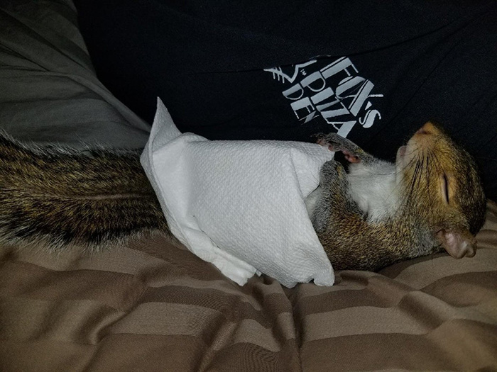 squirrel taking nap with napkin blanket