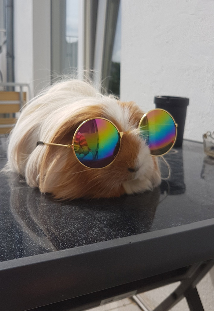 guinea pig rainbow sunglasses