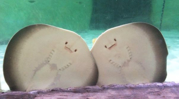 Smiling Stingray Pups Named Cookies And Cream Love Getting Their Photo Taken
