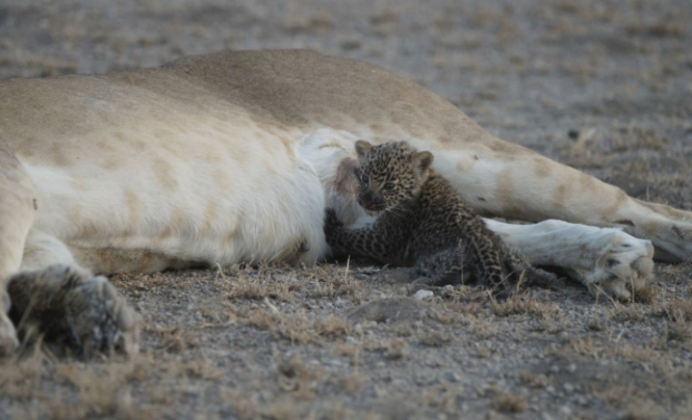 lion nursing baby leopard