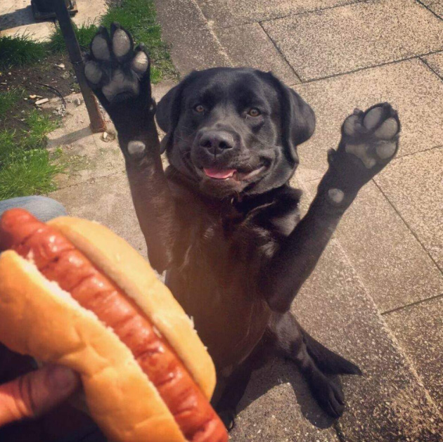praise be to the hot dog