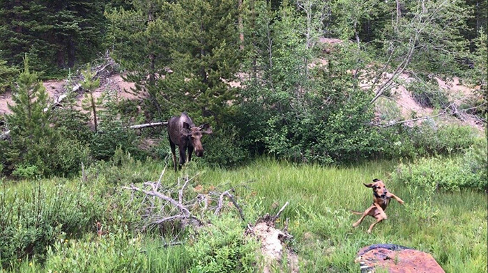 dog saw a moose first time funny