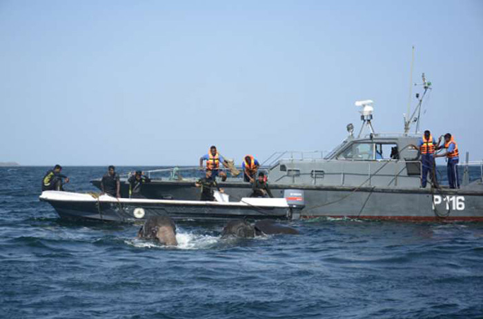 Navy rescues drowning elephants