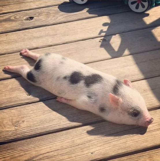 pig sun bathing