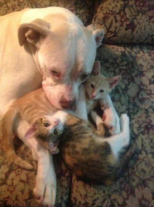 dog with cats