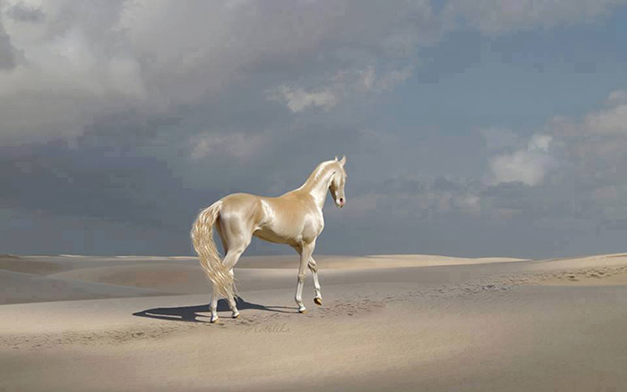 most beautiful horse in the world