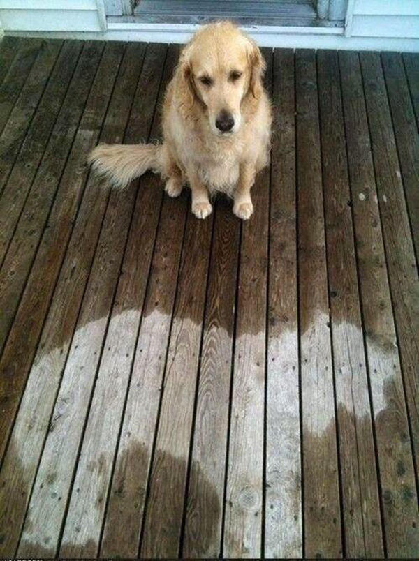 dog fell asleep in rain