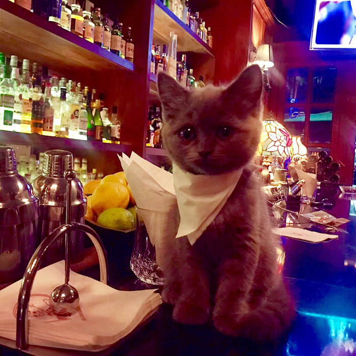 kitten in a bar