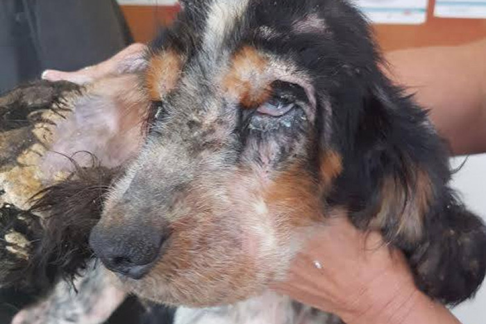 help wanda dog rescue news