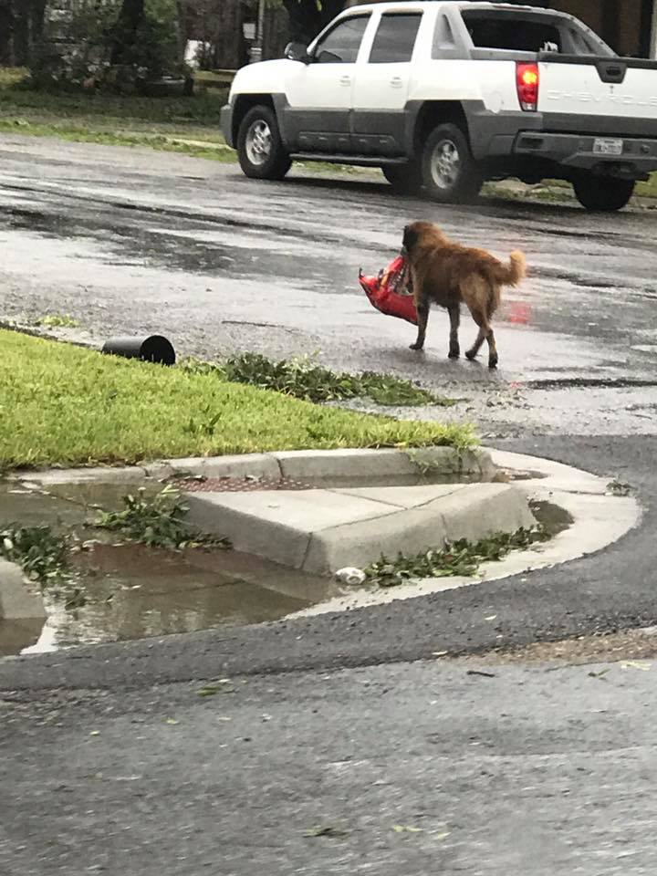 dog carrying bag of food hurricane harvey