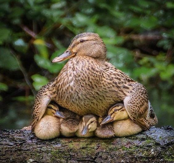 duck over babies