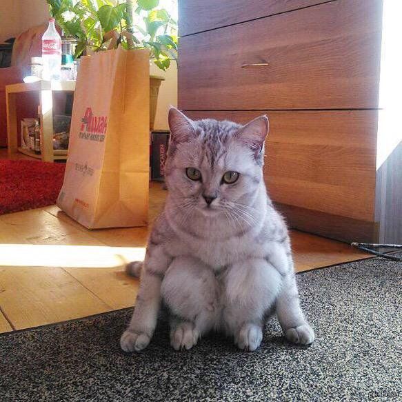 this cat sits funny