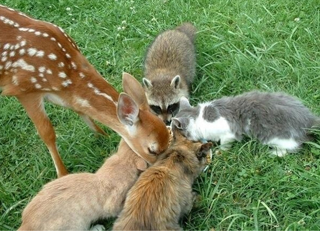 unlikely friends share a meal deer cats raccoon