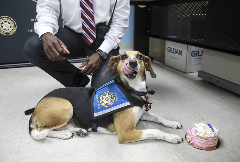 therapy dogs