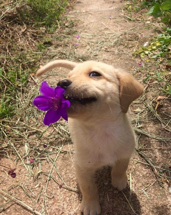brought a gift dog flower