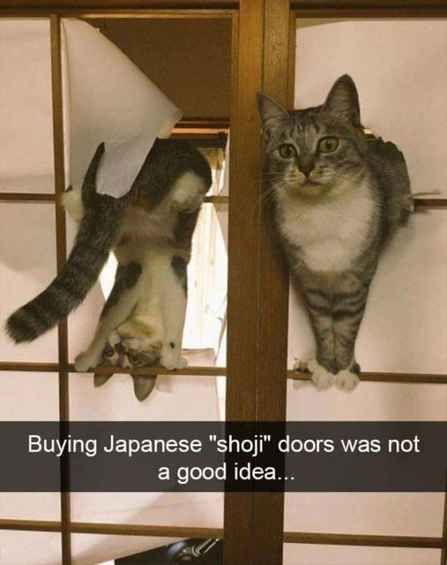 japanese doors with cats not a good idea