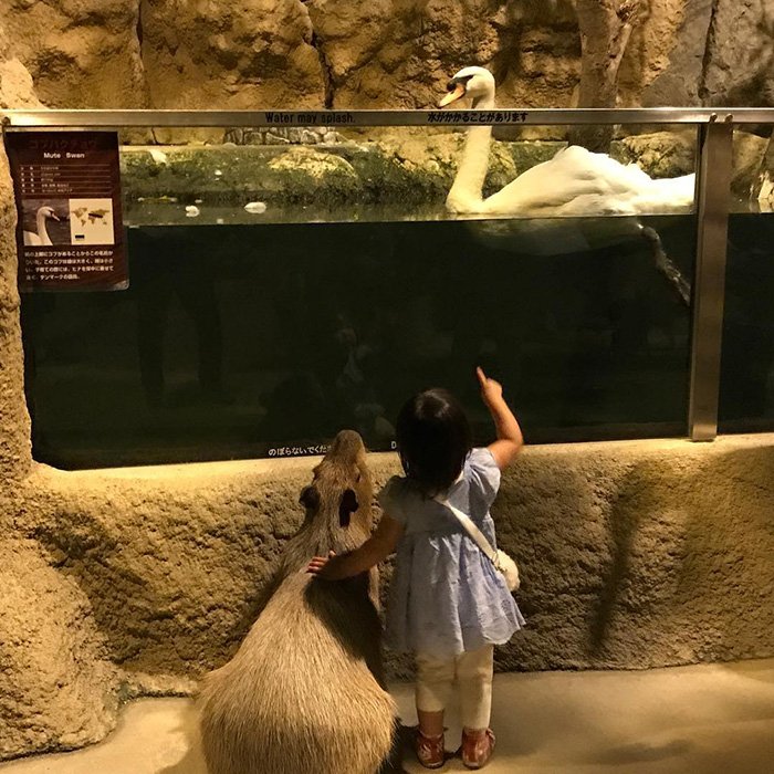 girl and a capybara