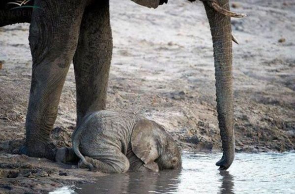 how baby elephant drinks water